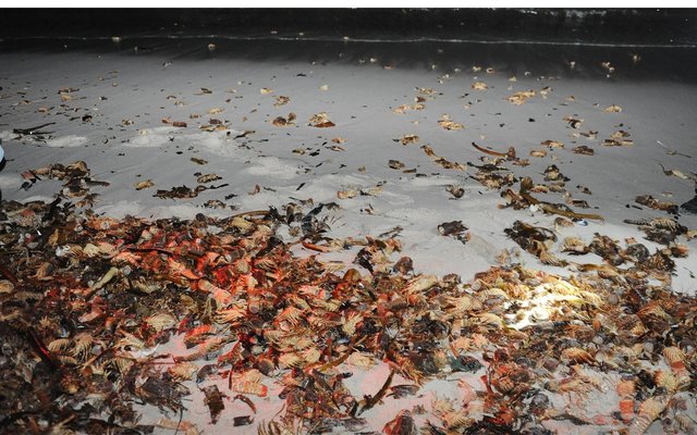 Photo:  www.netwerk24.com